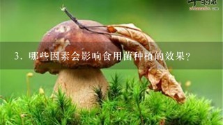 3. 哪些因素会影响食用菌种植的效果?