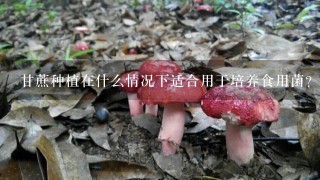 甘蔗种植在什么情况下适合用于培养食用菌？