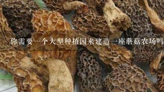 你需要一个大型种植园来建造一座蘑菇农场吗？