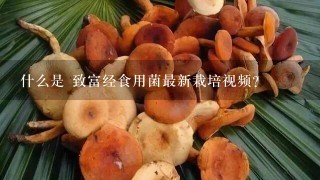 什么是