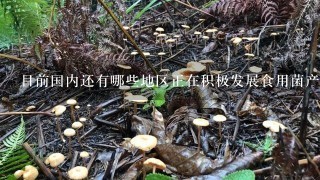 目前国内还有哪些地区正在积极发展食用菌产业？