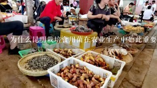 为什么昆明栽培食用菌在农业生产中如此重要？