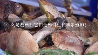 什么是蘑菇？它们是如何生长和繁殖的？