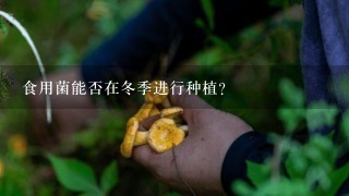 食用菌能否在冬季进行种植？