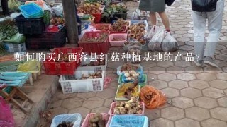 如何购买广西容县红菇种植基地的产品