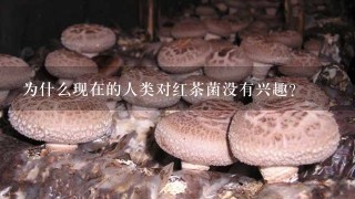 为什么现在的人类对红茶菌没有兴趣