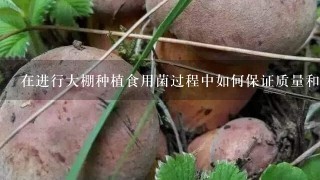 在进行大棚种植食用菌过程中如何保证质量和产量