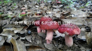 工厂食用菌培育技术的安全性如何?