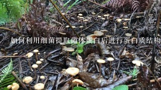 如何利用细菌提取菌体蛋白后进行蛋白质结构分析?