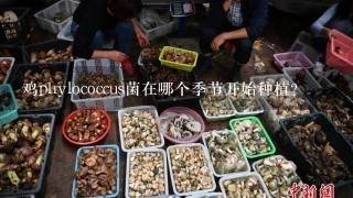 鸡phylococcus菌在哪个季节开始种植?