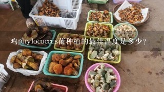 鸡phylococcus菌种植的最佳温度是多少?