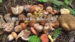 培养菌株时如何确保菌株的纯度?