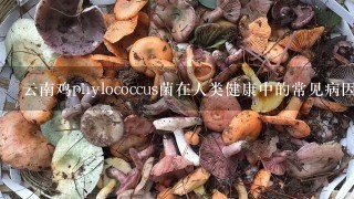 云南鸡phylococcus菌在人类健康中的常见病因是什么?