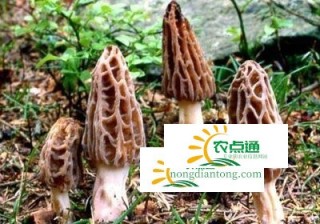 羊肚菌的种类及图片,第3图