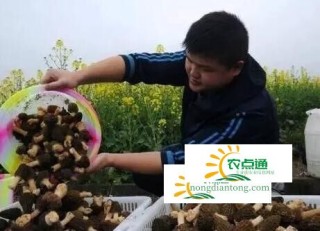 种植羊肚菌的技术要点，使用培养料及其种植管理规范介绍,第4图