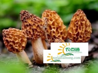 羊肚菌怎么做好吃,第4图