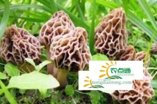 种植羊肚菌需要什么条件？羊肚菌功效作用,第1图