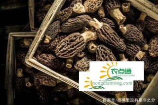 成都有羊肚菌的烘干机卖吗?,第1图