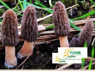 菌临高原，青海省首次实现羊肚菌人工栽培,第3图