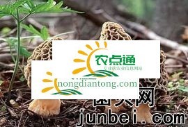 羊肚菌的专业种植要求,第3图