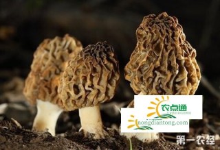 羊肚菌的做法，三大做法,第1图