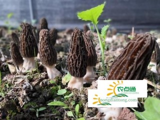 羊肚菌功效和营养价值有哪些？哪些人不适合吃？,第1图