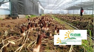 世界最大羊肚菌出口基地将在金堂县建成,第1图