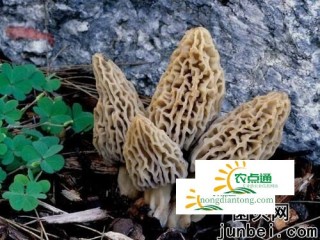 有关羊肚菌，你知道多少？,第3图