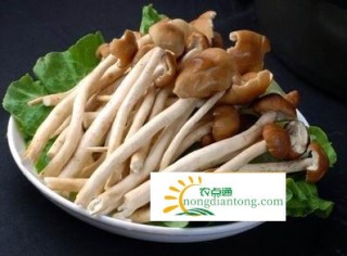 茶树菇烧腊肉怎么做,第1图