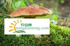 牛肝菌人工栽培技术,第3图