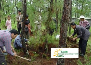 松露生长环境，为您介绍黑松露生长的环境,第2图