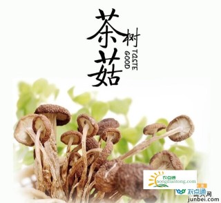 除了干锅茶树菇，茶树菇还可以怎么做？,第3图