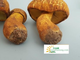 什么是黄牛肝菌,第2图