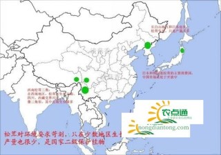 松茸长在哪里？松茸长在什么树周围？,第1图