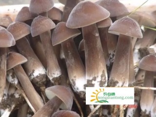 不会说谎的有机食品——鸡枞菌,第3图