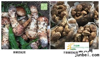 如何区分松茸？,第4图