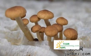 茶树菇病虫防治过程中常见病虫杂菌有哪些？,第3图