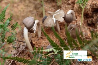 野生鸡枞菌是怎么生长的？带你了解鸡枞的生长过程,第1图