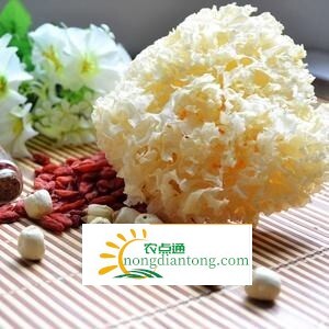 优质银耳的特征有哪些？,第1图