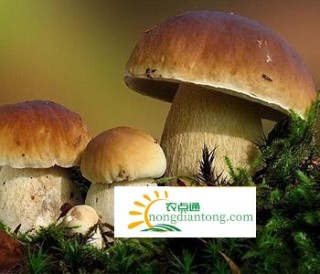 云南牛肝菌的功效,第3图