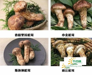 鲜松茸什么时候上市？松茸一般什么时候有？,第3图