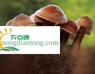 黑皮鸡枞菌什么季节种植、收获最好？,第2图