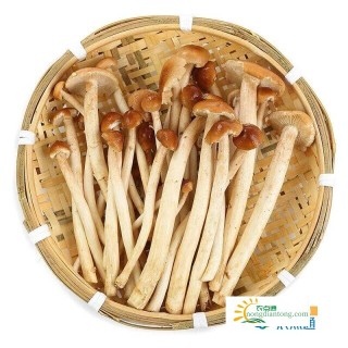 孕妇能吃茶树菇炒肉吗？茶树菇炒肉的营养价值,第2图