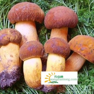 牛肝菌菌功效及食用法大揭秘,第2图