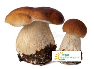 鲜牛肝菌的食用方法,第4图