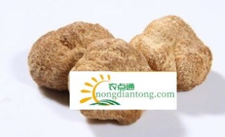 猴头菇炖鸡怎么做好吃，猴头菇的介绍,第3图