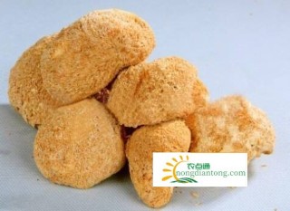 生活中食用猴头菇可以治胃病吗,第1图