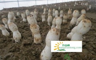 鸡腿菇适合哪些人什么时节种植？怎样种植鸡腿菇？,第3图