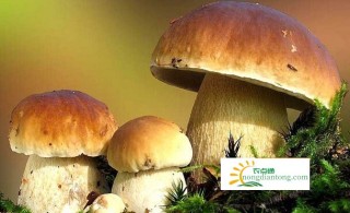 新鲜牛肝菌怎么煲汤，牛肝菌的简介,第1图