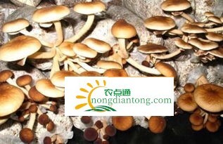 新鲜茶树菇功效,第3图